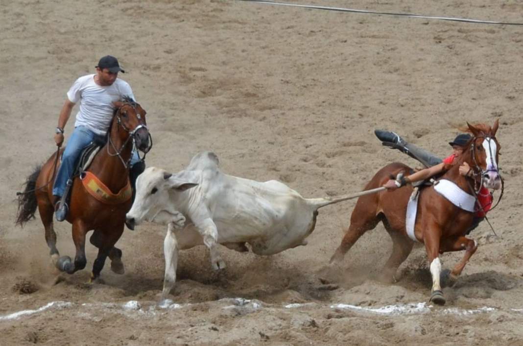 Entidade quer o fim dos rodeios de Americana e Jaguariúna