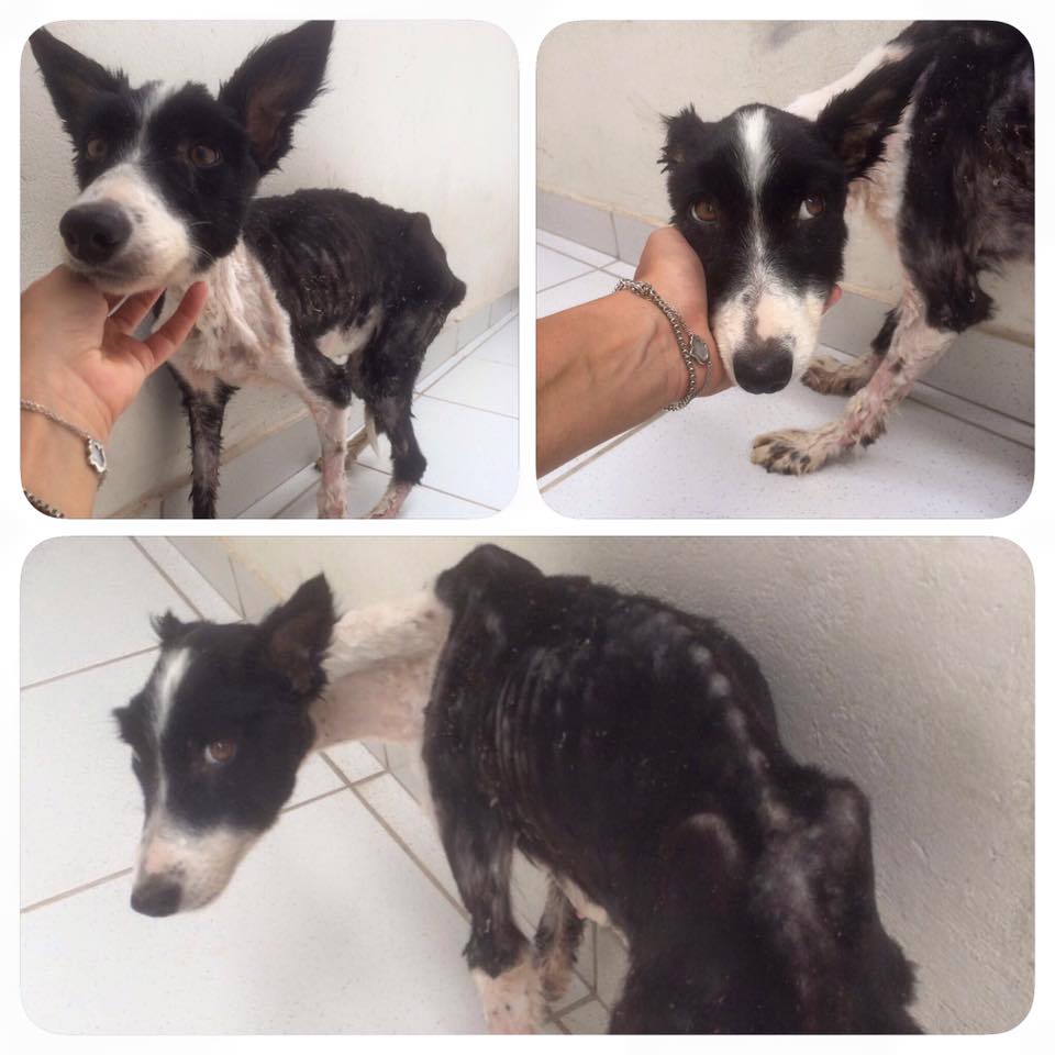 Ongs resgatam cães em situação de abandono em canis da região