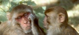 Macacos contra o autismo