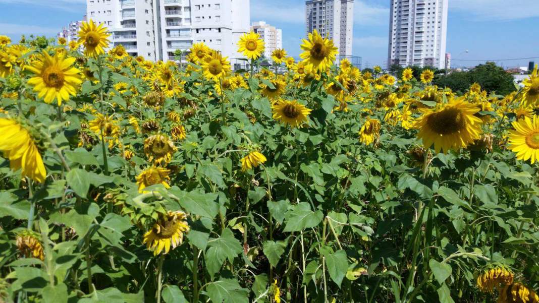 Campos de girassóis se tornam cartão postal de Campinas