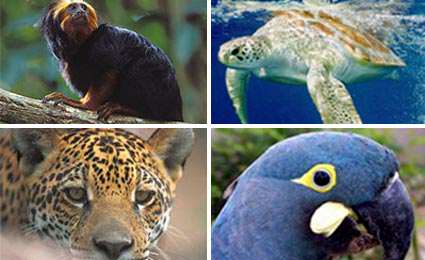 PROTEÇÃO DA FAUNA NA LEGISLAÇÃO BRASILEIRA