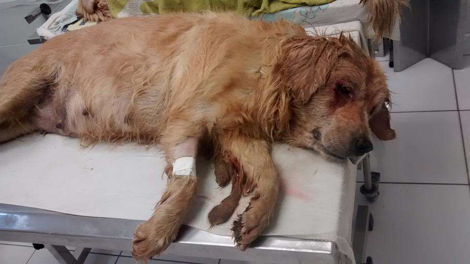 Cão segue em estado grave após transporte irregular