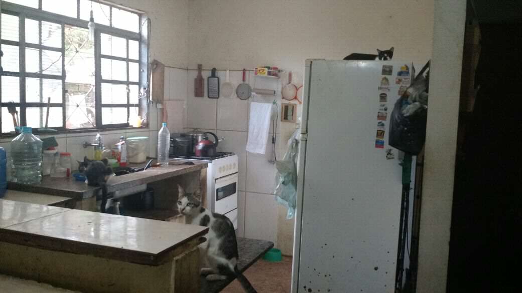 Denúncias de maus tratos de animais triplicam em Campinas