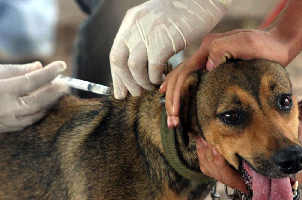 Campinas não terá campanha de vacinação contra a raiva em atrássto, mas  ações de combate continuam