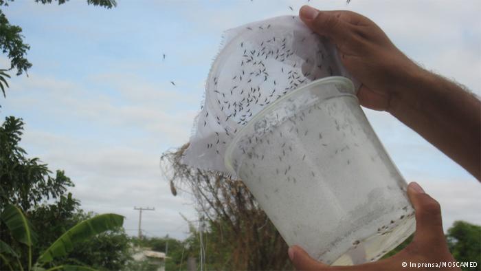 Teste com nova linhagem do ‘Aedes do Bem’ será em Indaiatuba