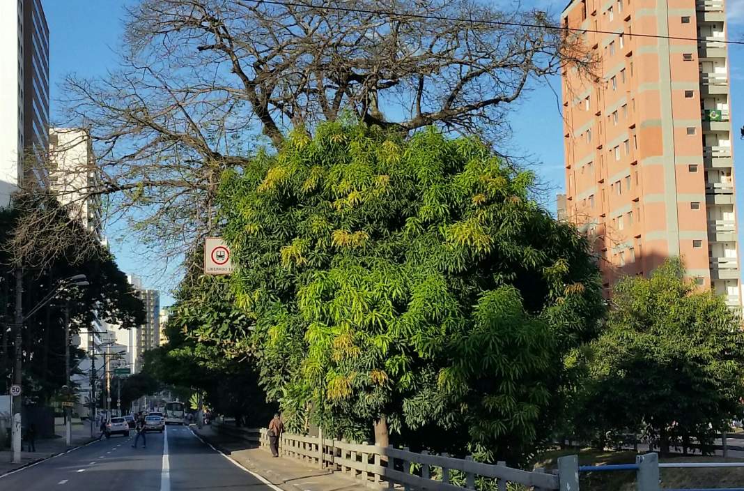 Galhos encobrem sinalização e geram insegurança no trânsito de Campinas