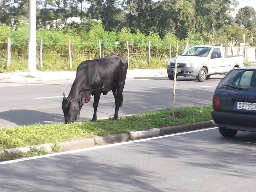Animais na pista colocam em risco a segurança de motoristas em Campinas