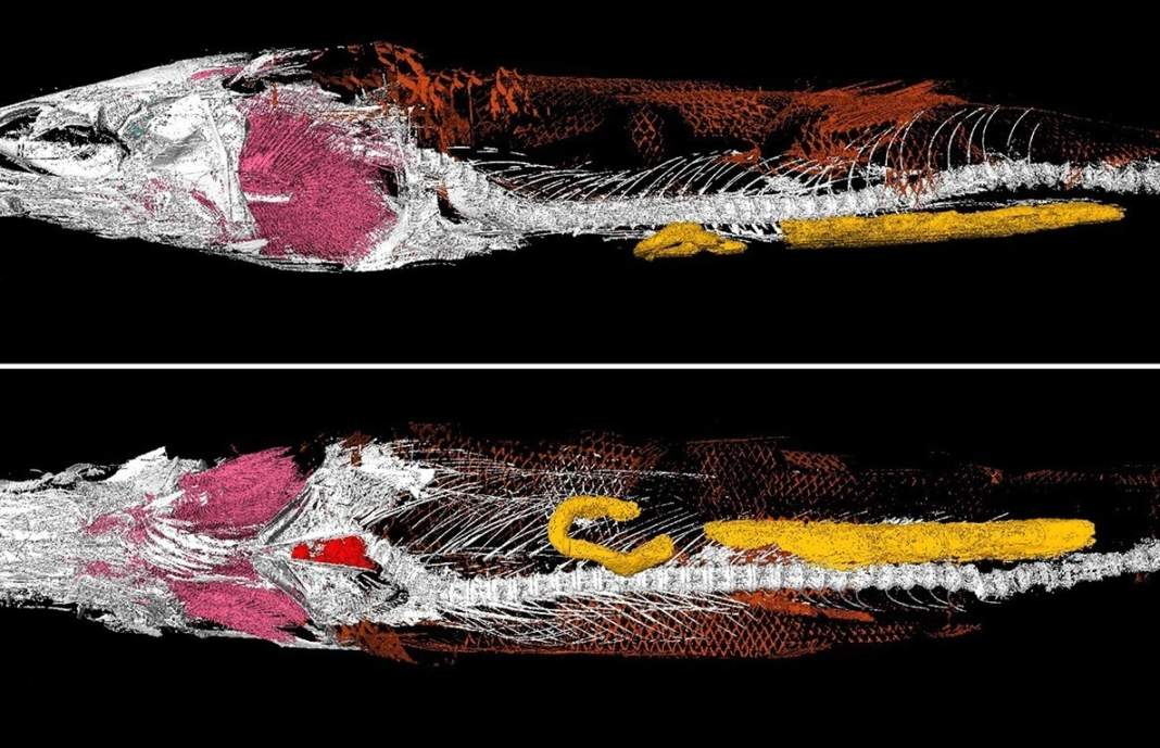 Laboratório em Campinas lidera estudos em coração fóssil