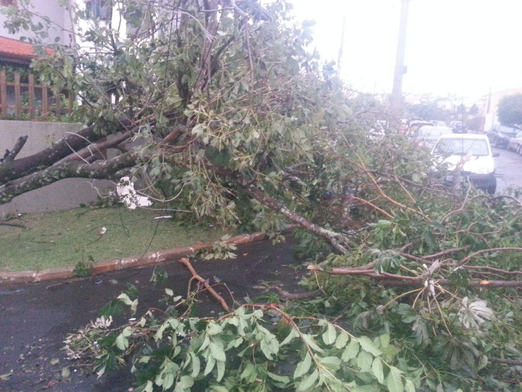 Mil árvores foram afetadas com temporal em Campinas