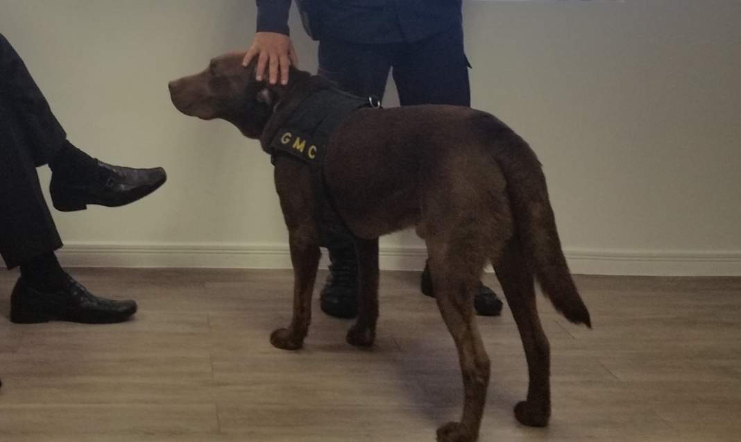 GM e PF firmam parceria para uso de cães farejadores  em fiscalizações de Viracopos