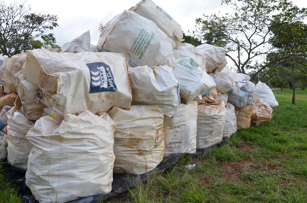 Sob risco, abelhas tem papel vital no meio-ambiente