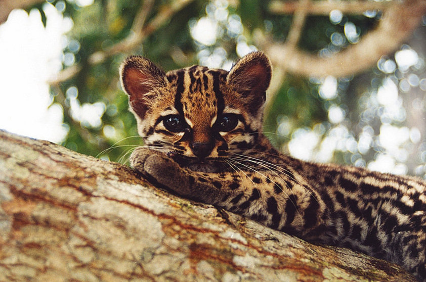 Filhote de jaguatirica é levado para a Mata Santa Genebra