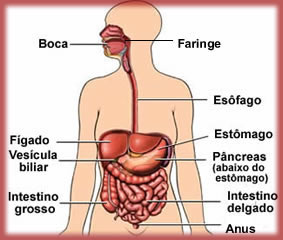 Problemas no Aparelho Digestivo e Novas Cirurgias 4