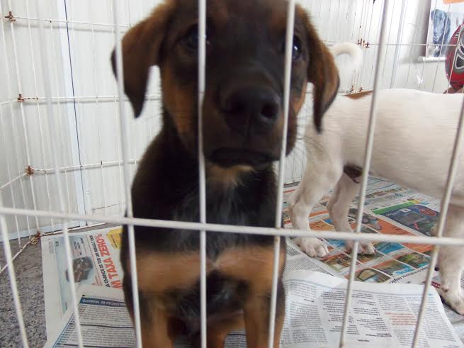 Entidade em campinas  promove feira de adoção de animais, neste domingo