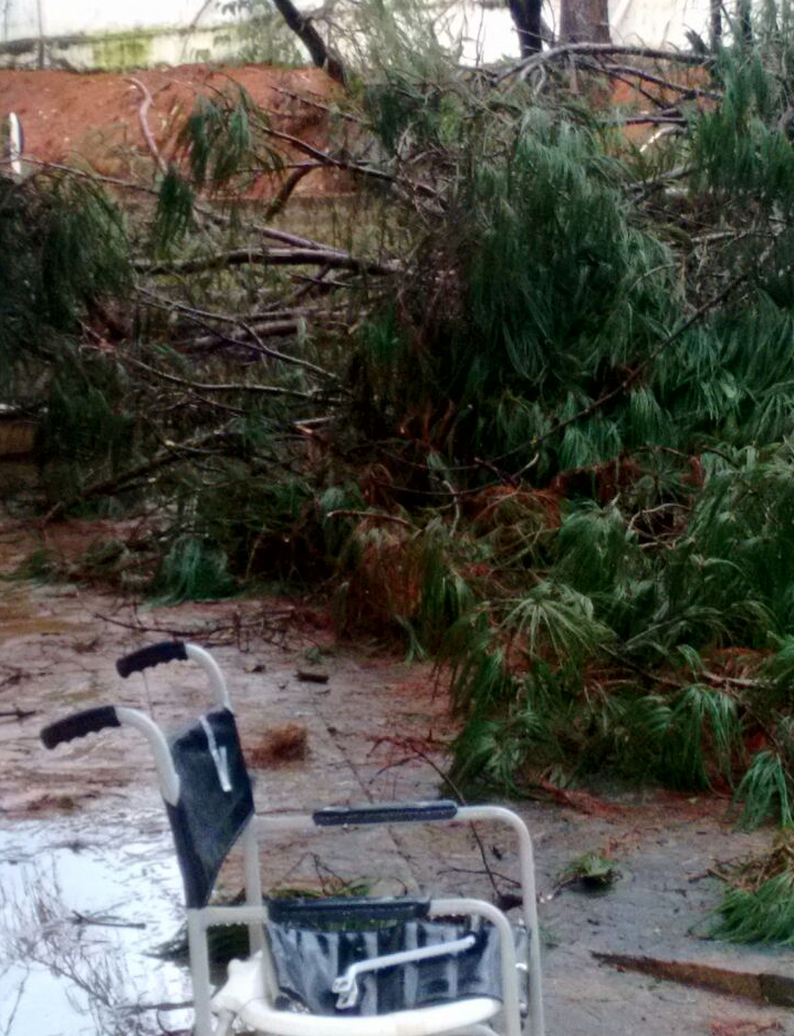 Chuva derruba pelo menos dez árvores no Lar dos Velhinhos em Campinas