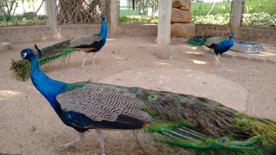 Pavões deixam de habitar viveiro da Lagoa do Taquaral