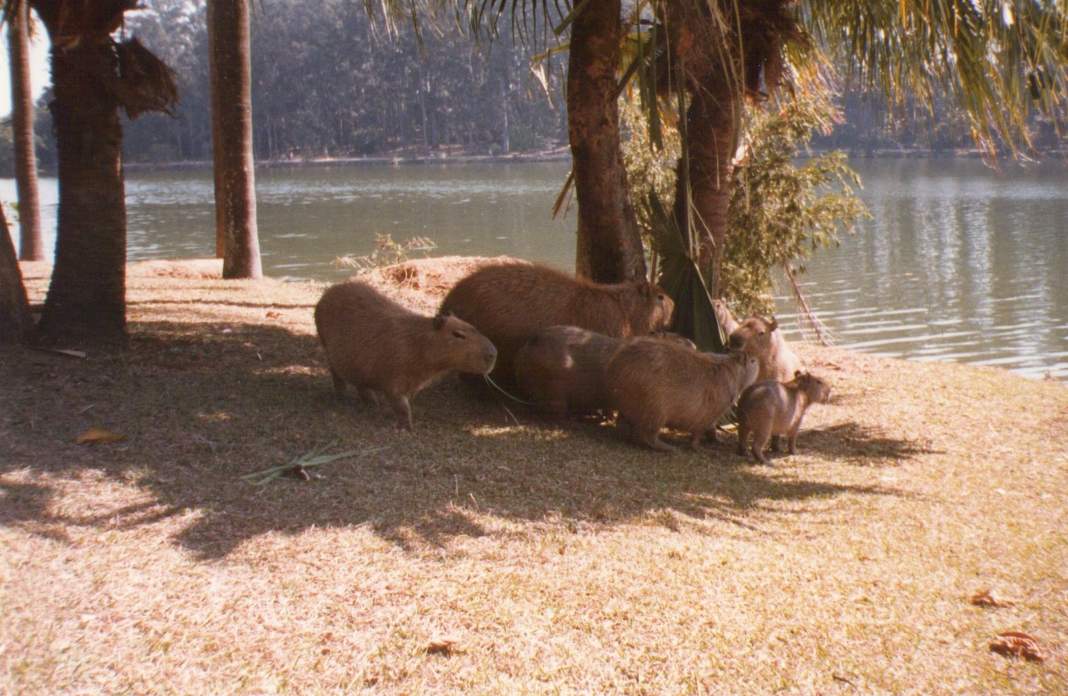 Campinas aguarda liberação do Estado para castração das capivaras