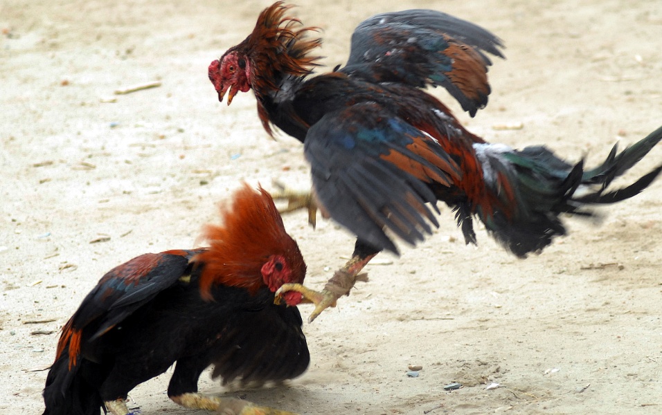 Limeira tem novo flagrante de rinha de galo
