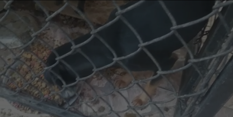 Grupo de proteção resgata mais de 30 animais em casa de acumuladoras em Campinas