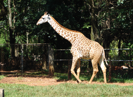 Morte de girafa no Zoológico de Americana é investigada