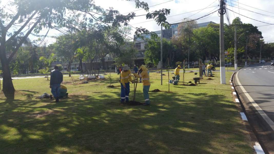 Campinas inicia replantio de árvores após fenômeno climático