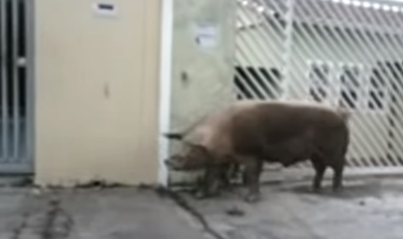 Moradores da Vila União 2 reclamam de porcos pelas ruas