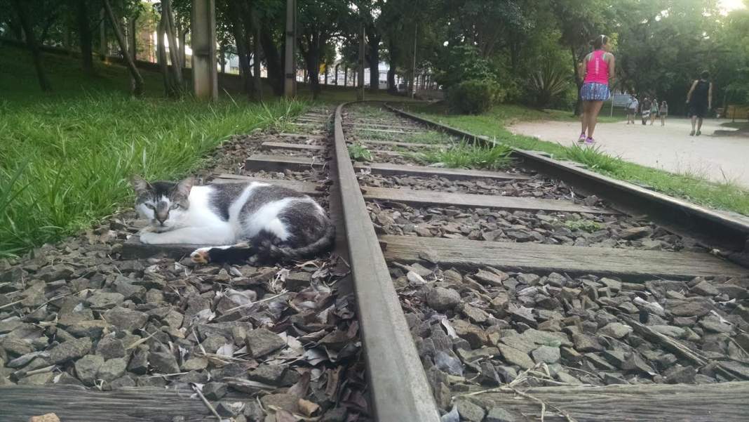Trilhos do bondinho da lagoa serão restaurados