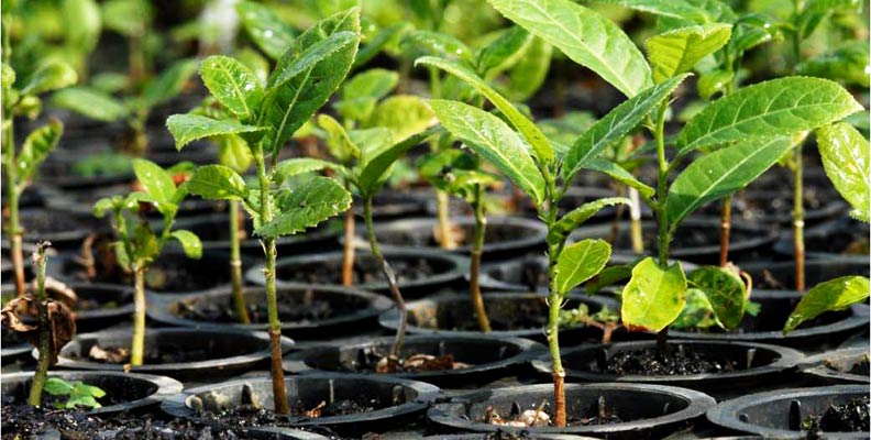 Mudas de árvores em áreas de preservação não resistem as ações da própria população