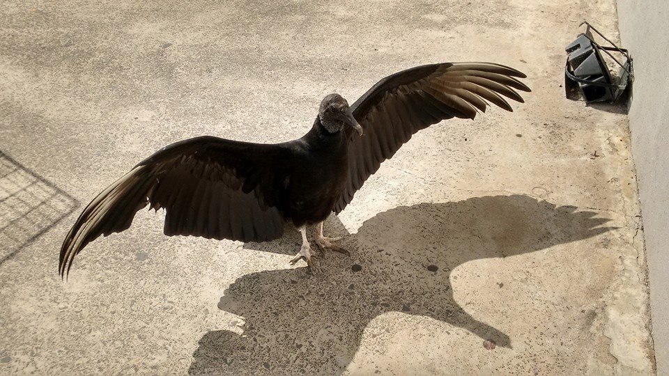 Sumiço de urubu em Indaiatuba causa grande mobilização