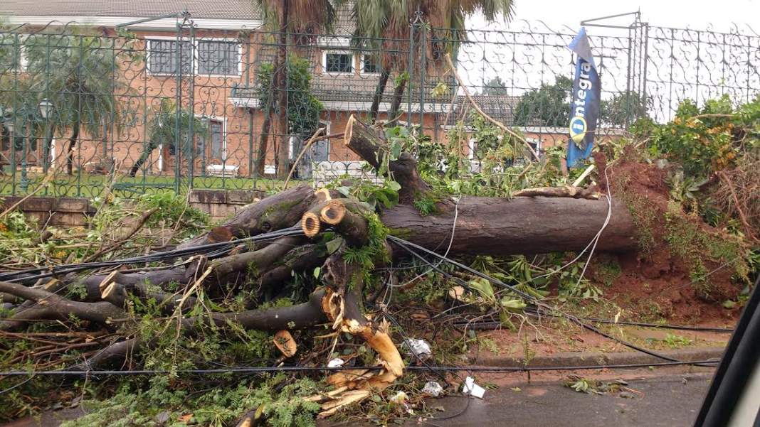 Prefeitura começa a fazer o replantio de árvores derrubadas por fenômeno climático