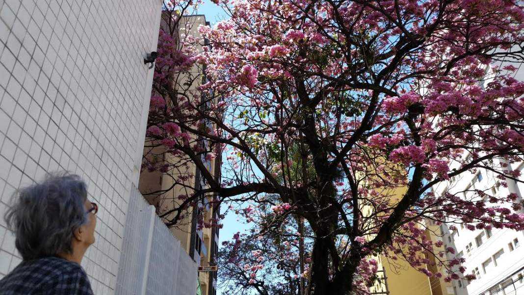 Primavera começa com flores e temperatura mais amena em Campinas