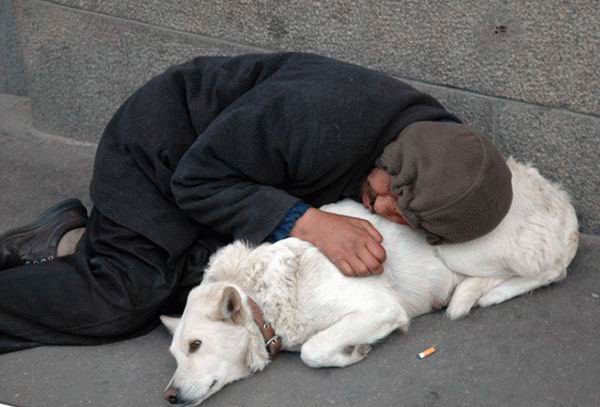 Departamento do Bem Estar Animal microchipa animais domésticos da população em situação de rua