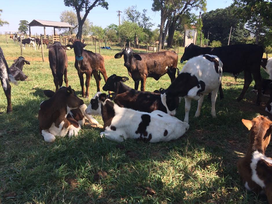 Bois morrem por descarga elétrica no bairro Guará, em Campinas