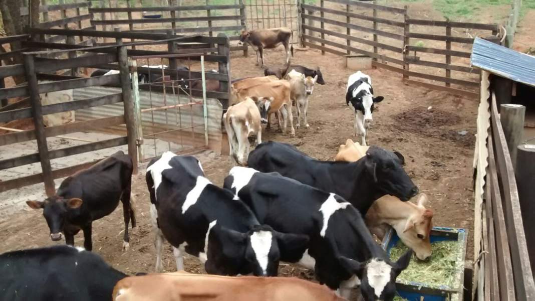 Polícia prende quadrilha e recupera parte de rebanho de pesquisa do Instituto de Zootecnia do Estado