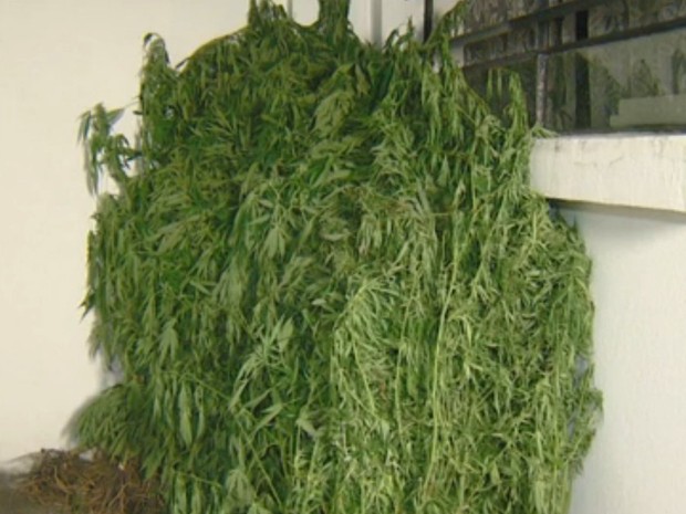 Policia encontra plantação de maconha, em Hortolândia e malas com a droga, em Campinas