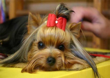 Cães resgatados por Ong´s de Campinas terão que ser devolvidos