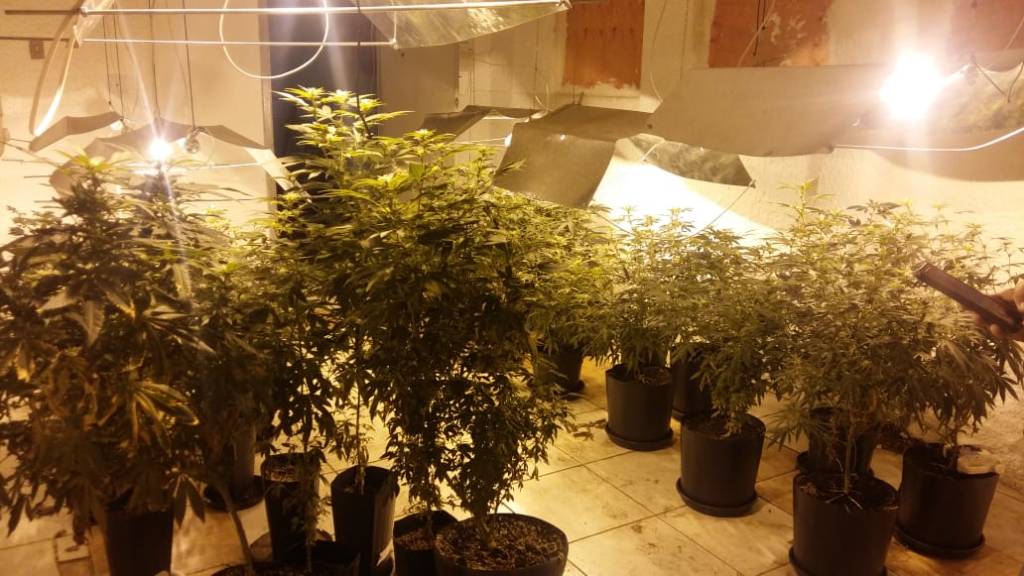 Polícia descobre galpão utilizado para cultivo de maconha em Campinas