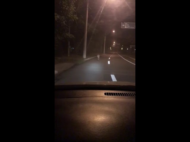 Onça parda é flagrada na região central de Piracicaba
