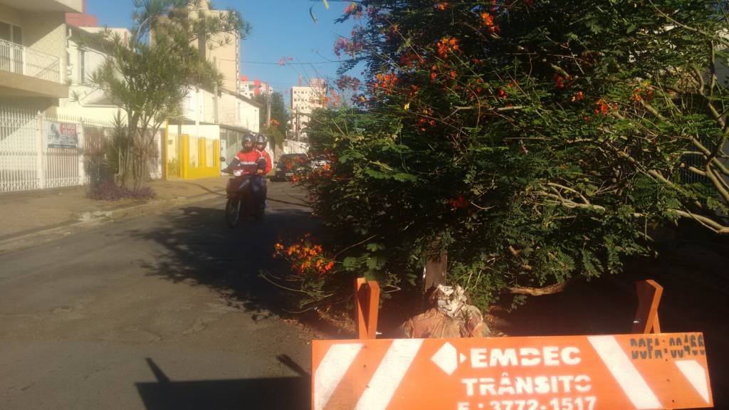 Árvore caída durante temporal do dia 24 segue obstruindo rua em Campinas