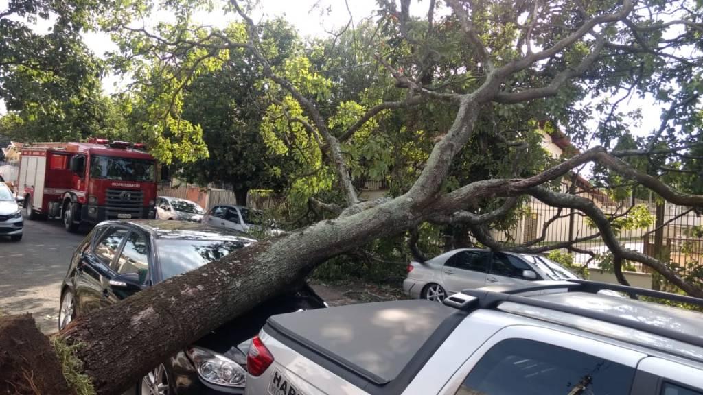 Árvore cai em carros no bairro Guanabara em Campinas