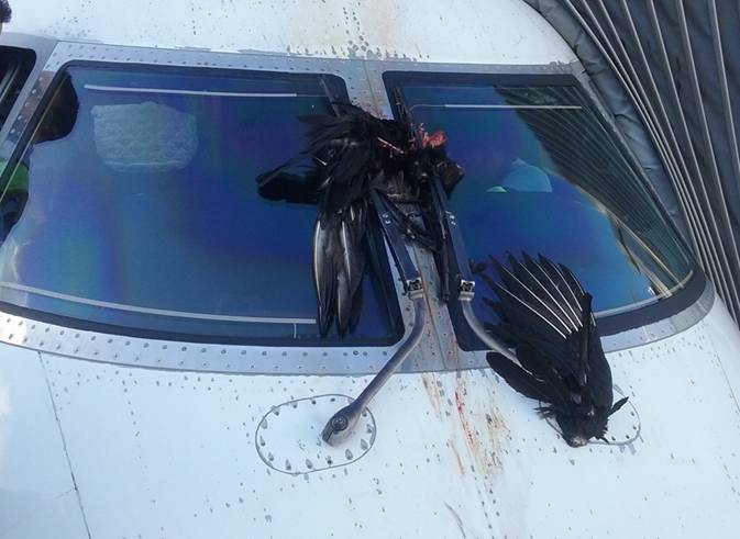 Viracopos mapeia locais de risco para o impacto de aves com aviões