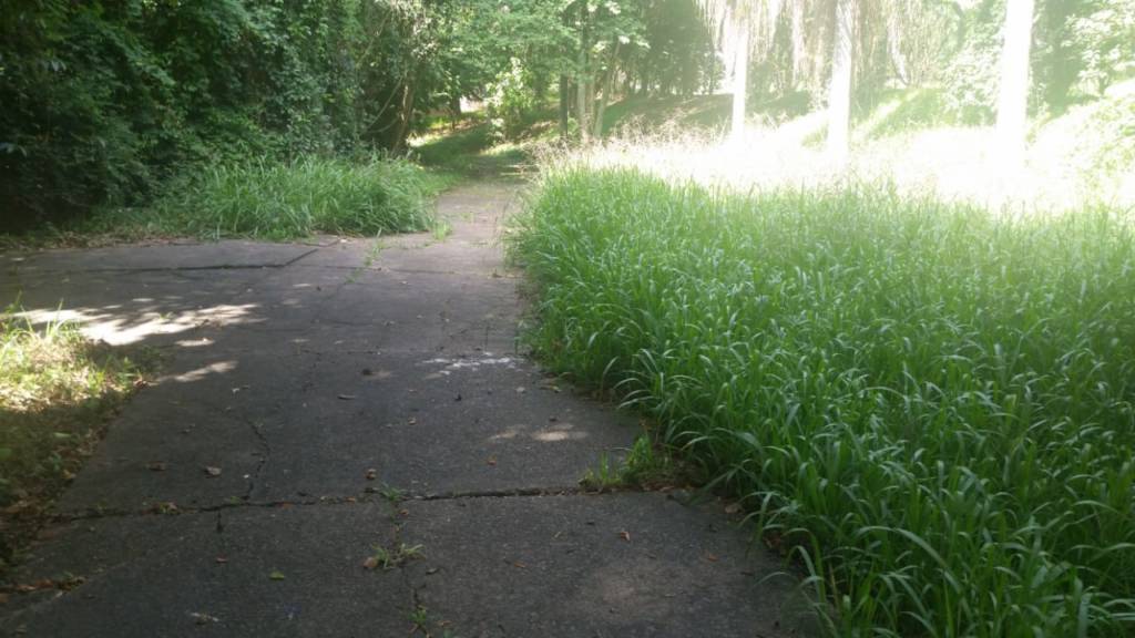 Bosque da Paz, no Jardim Madalena, em Campinas, sofre com o abandono