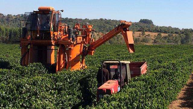 Crise no setor do café pode piorar os dados de desemprego no Brasil