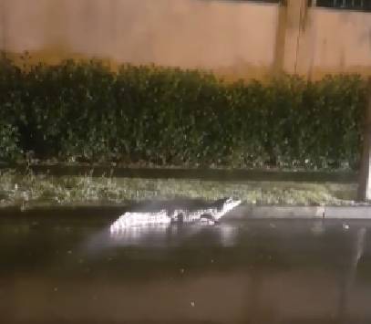 Jacaré é capturado após ser visto andando por rua de Paulínia