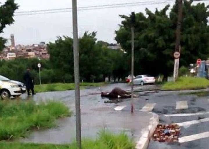 Cavalo é atropelado por ônibus e morre em Santa Bárbara d’Oeste