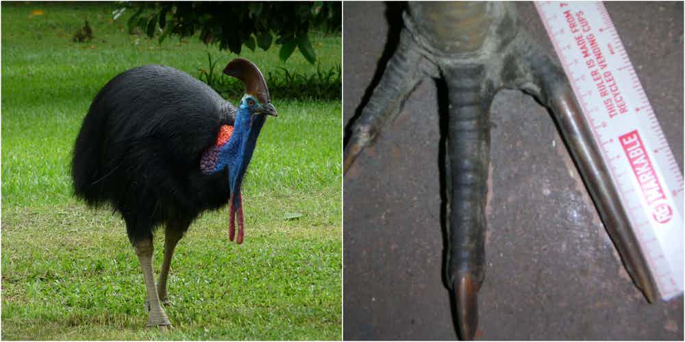 Pássaro gigante mata o próprio dono