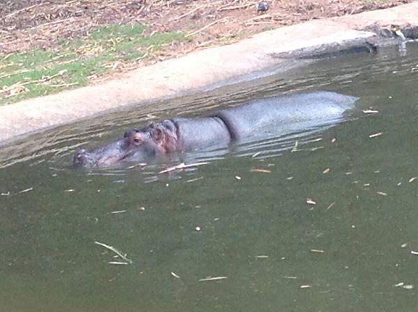 Hipopótamo Paulão morre aos 25 anos no Parque Ecológico de Paulínia
