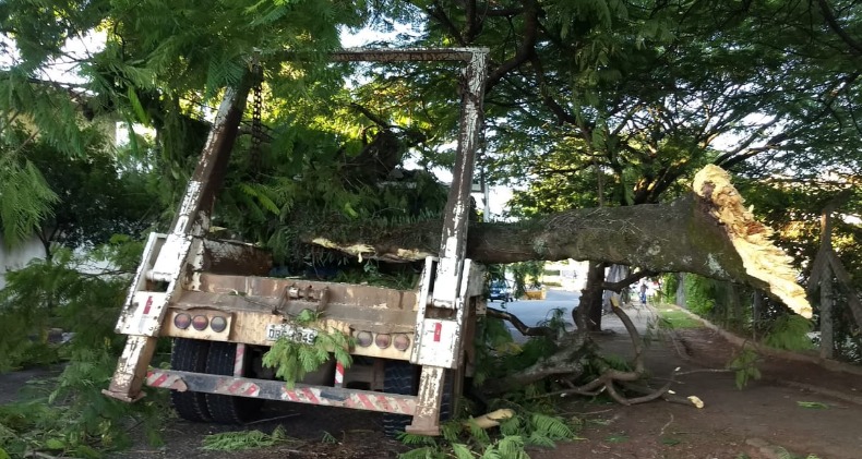 Árvore de grande porte cai em caçamba de caminhão, em Jaguariúna