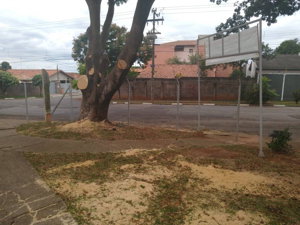 Poda de árvore causa polêmica em Barão Geraldo