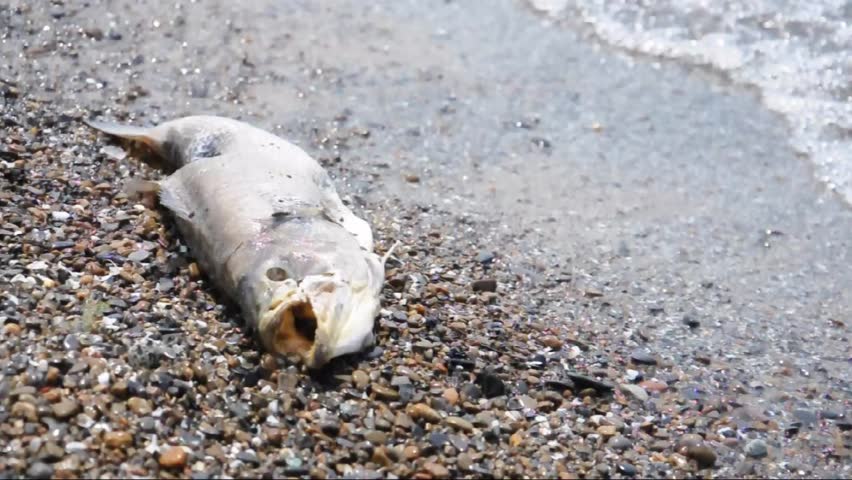 Peixes morrem após vazamento de esgoto em lagoa de Mogi Guaçu